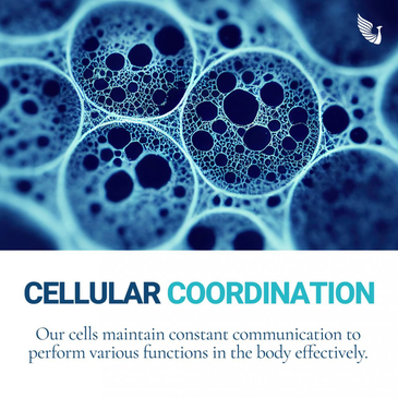 Slider image (7) Blue Phoenix